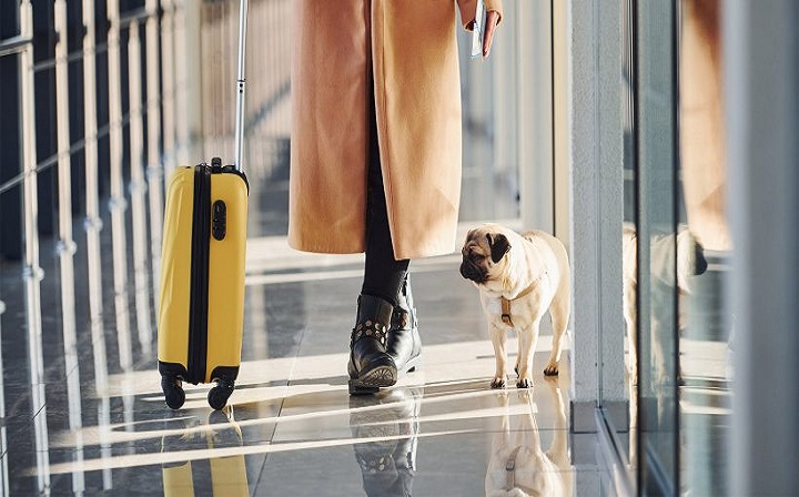 Conheça os cuidados e as regras no transporte de pets em viagens de avião